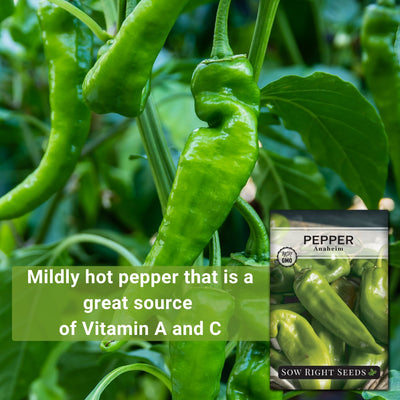 anaheim pepper seeds mildly hot pepper that is a great source of vitamin a and c