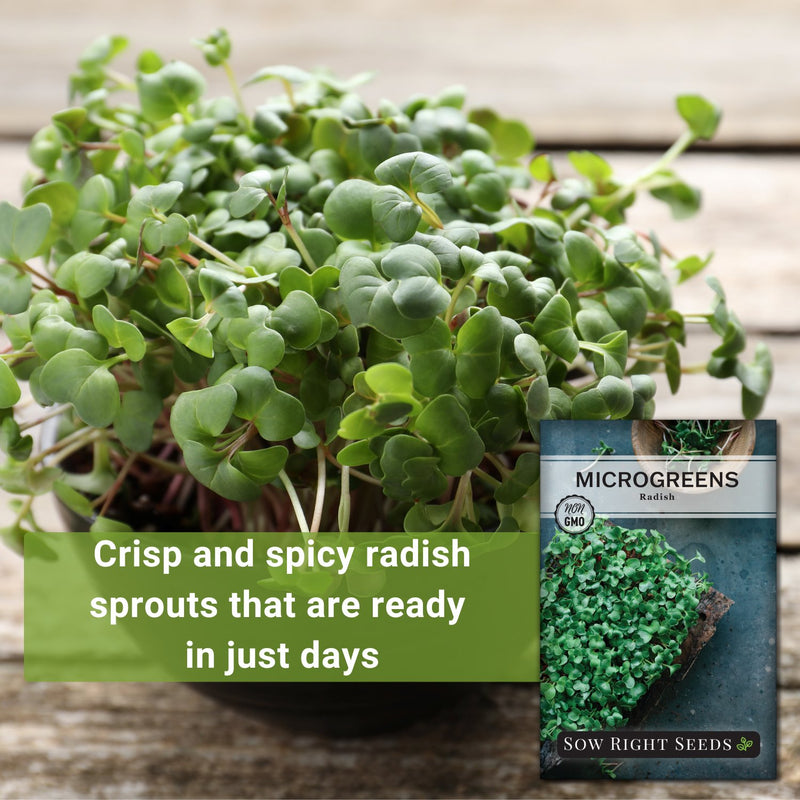 radish microgreens seeds crisp and spicy radish sprouts that are ready in just days