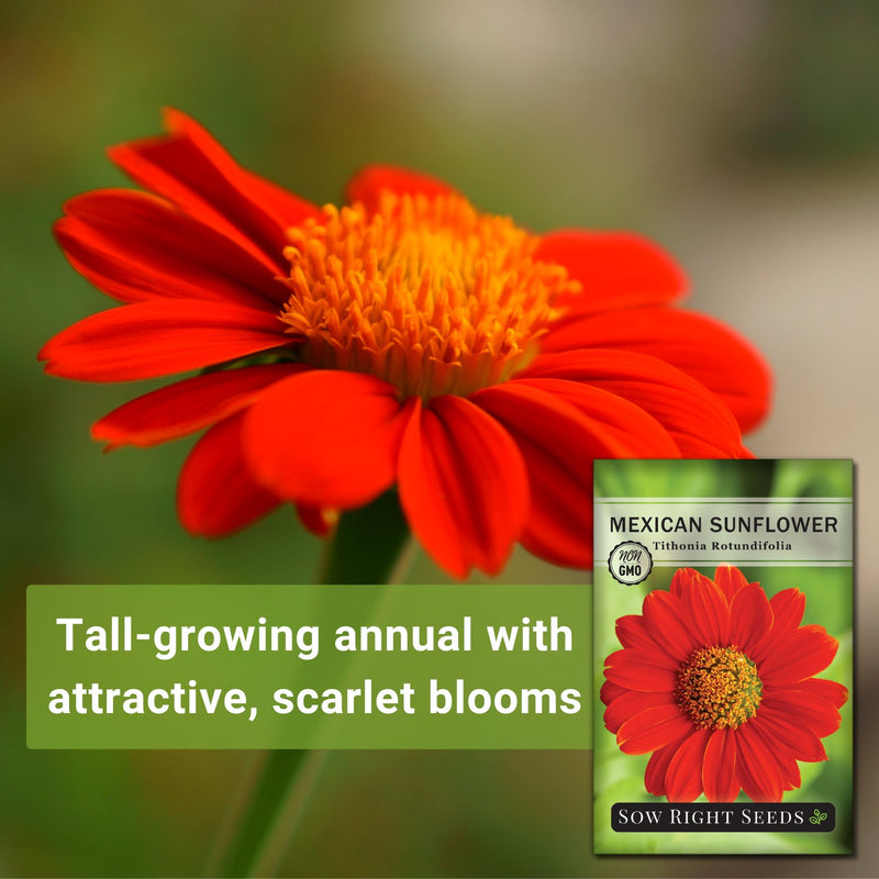 mexican sunflower seeds tall-growing annual with attractive scarlet blooms