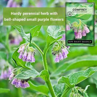 comfrey seeds hardy perennial herb with bell-shaped small purple flowers