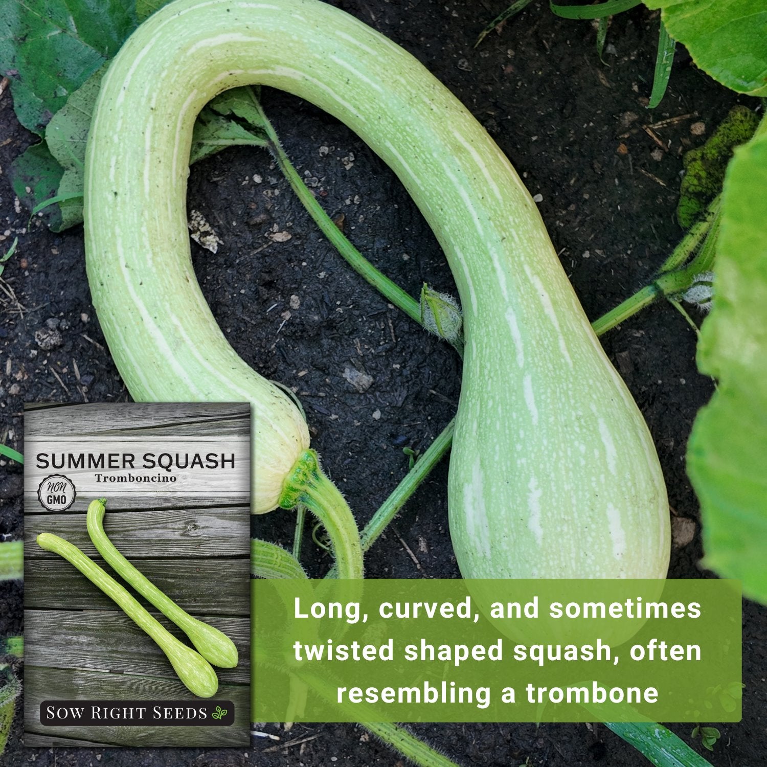 Tromboncino Summer Squash Seeds Rampicante Squash Sow Right Seeds