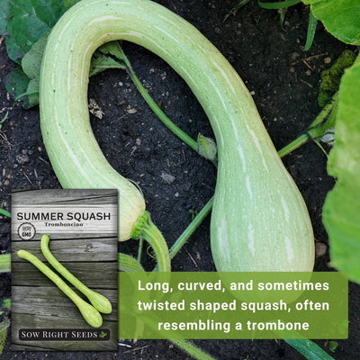 tromboncino rampicante summer squash long curved and sometimes twisted shaped squash often resembling a trombone