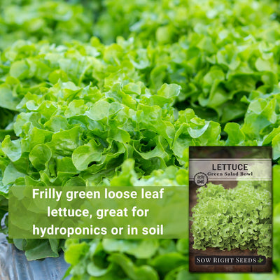 green salad bowl lettuce frilly green loose leaf lettuce, great for hydroponics or in soil