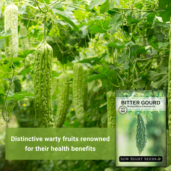 where to buy bitter melon seeds for planting Bitter Naja Gourd