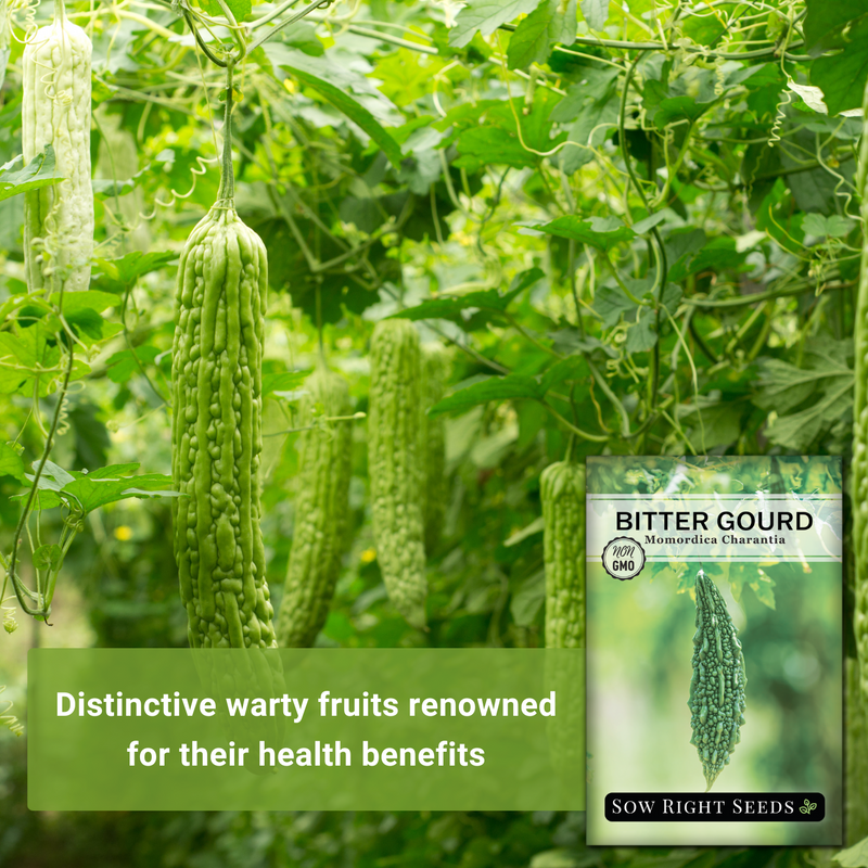 bitter naja gourd seeds distinctive warty fruits renowned for their health benefits