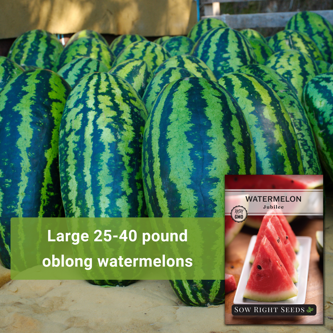 planting jubilee watermelon seeds Sow Right Seeds - Watermelon Jubilee Seeds for Planting