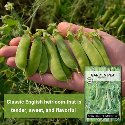 telephone garden pea seeds classic english heirloom that is tender sweet and flavorful