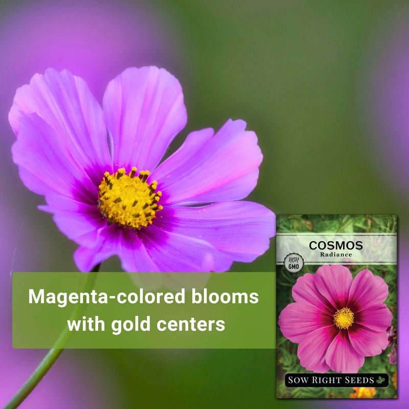 radiance cosmos seeds magenta-colored blooms with gold centers