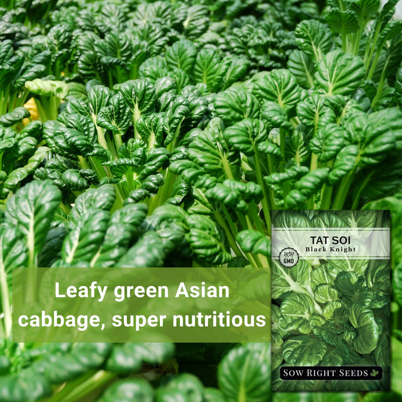 black knight tat soi leafy great Asian cabbage, super nutritious 