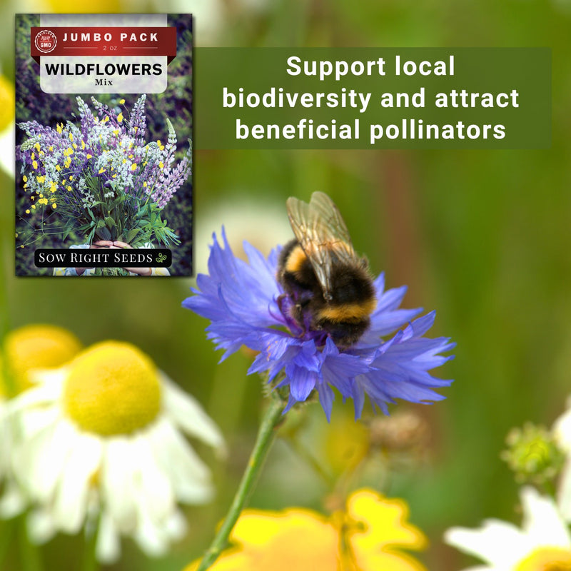 wildflowers mix bulk jumbo seeds support local biodiversity and attract beneficial pollinators