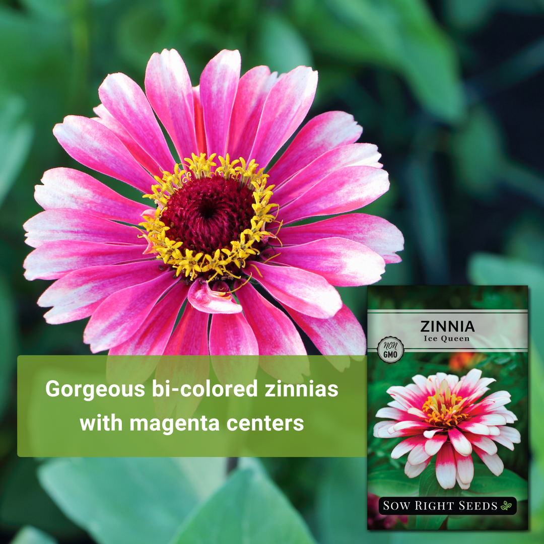 Ice Queen Zinnia | Rare Annual Flower Seeds – Sow Right Seeds