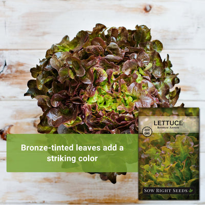 bronze arrow lettuce seeds bronze-tinted leaves add a striking color