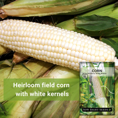 hickory king white corn seeds heirloom field corn with white kernels