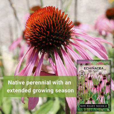 pale purple echinacea coneflower seeds native perennial with an extended growing season