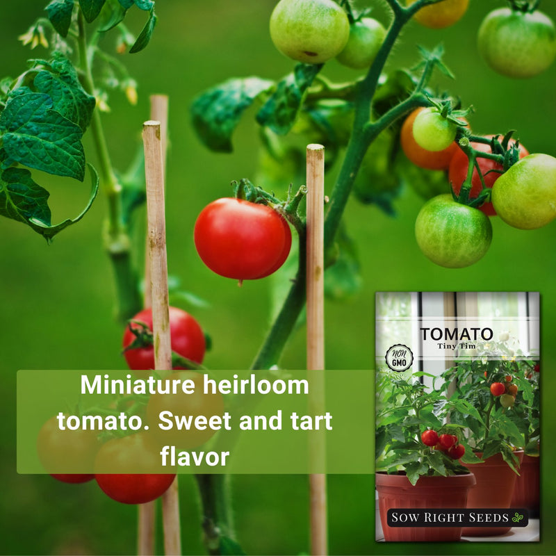 tiny tim tomato miniature heirloom tomato, sweet and tart flavor