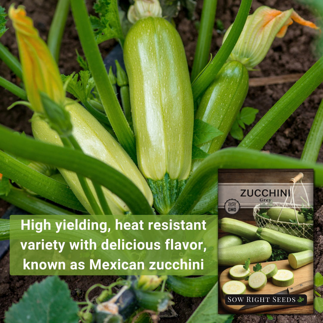 Sow Right Seeds - Grey Zucchini Seed for Planting