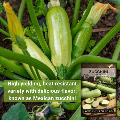 grey zucchini seeds high yielding heat resistant variety with delicious flavor known as mexican zucchini