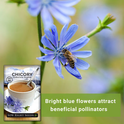 chicory seed packet bright blue flowers attract beneficial pollinators