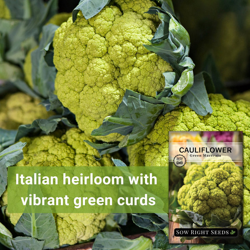 Green Macerata Cauliflower