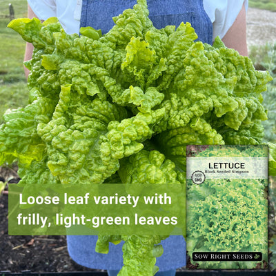 black seeded simpson lettuce seeds loose leaf variety with frilly light-green leaves