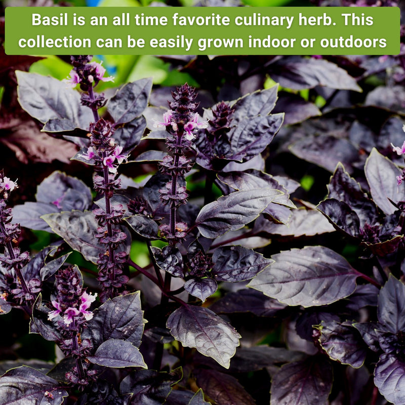 six basil seed collection basil is an all time favorite culinary herb this collection can be easily grown indoor or outdoors