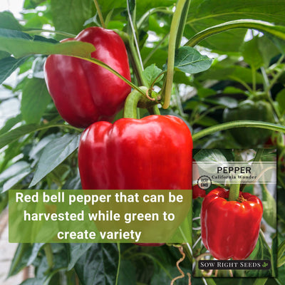 california wonder pepper red bell pepper that can be harvested while green to create variety