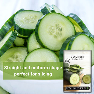 straight eight cucumber seeds straight and uniform shape perfect for slicing