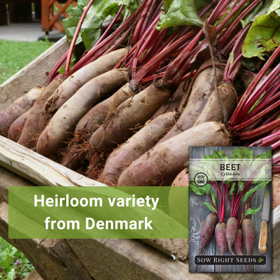 cylindra beet seeds heirloom variety from denmark