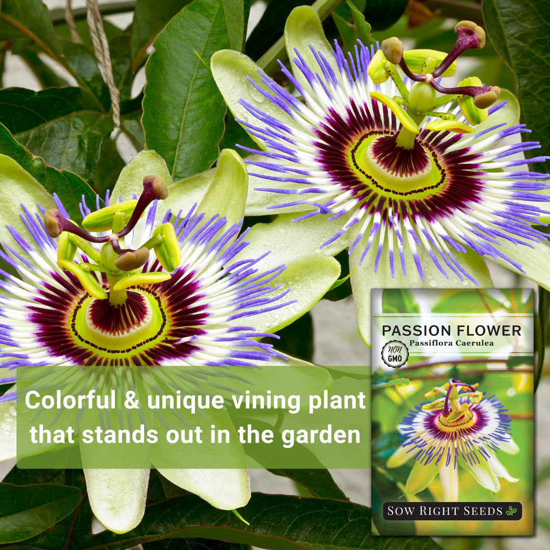 starting passion flower seeds Passion Flower