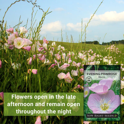 showy evening primrose seeds flowers open in the late afternoon and remain open throughout the night