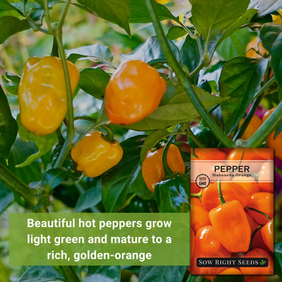 habanero orange pepper seeds beautiful hot peppers grow light green and mature to a rich golden-orange