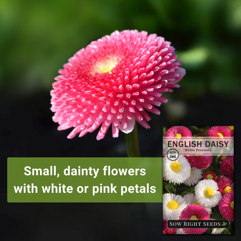 english daisy seeds small dainty flowers with white or pink petals
