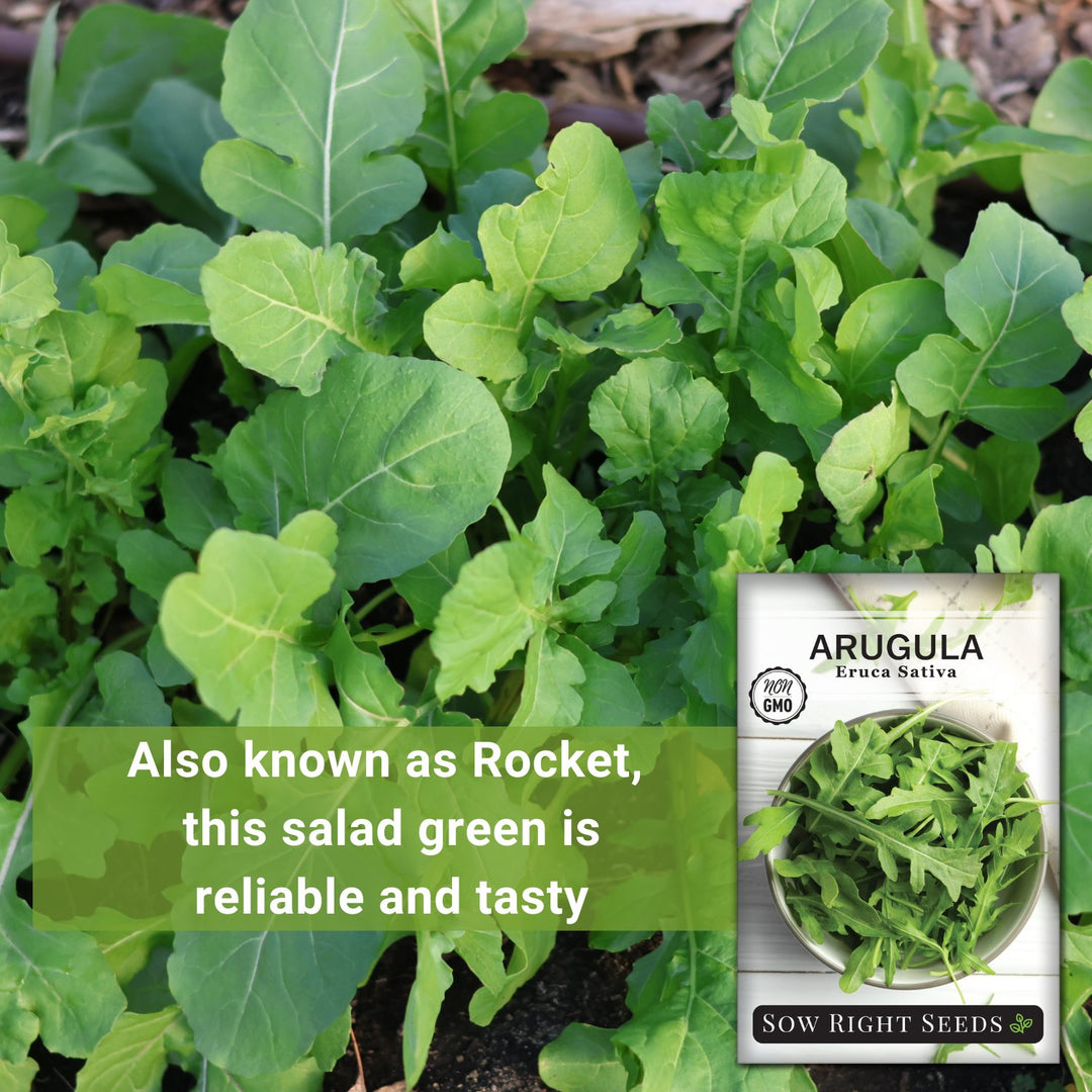 arugula seeds from plant Arugula Seeds for Planting