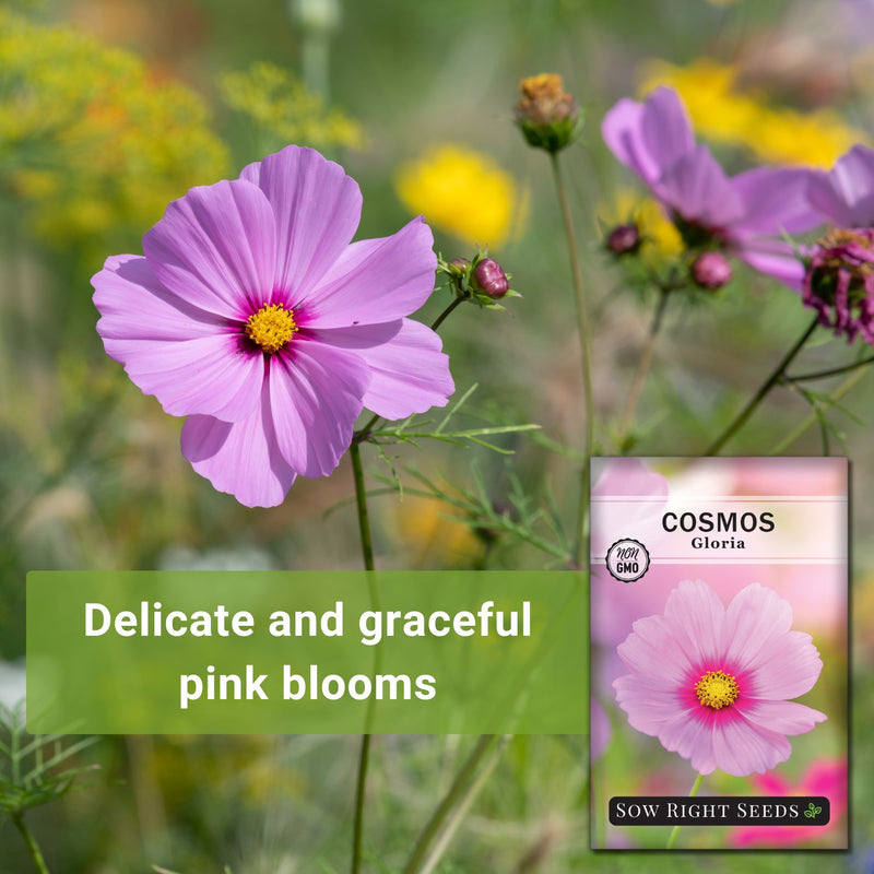 gloria cosmos seeds delicate and graceful pink blooms