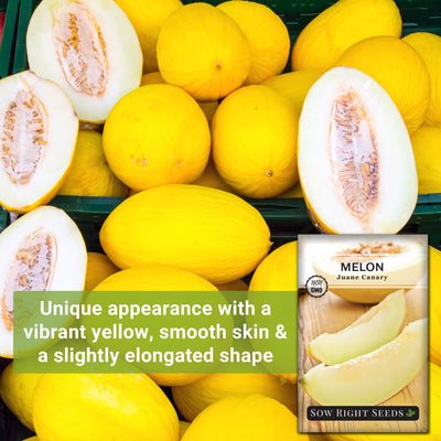 juane canary melon seeds unique appearance with a vibrant yellow smooth skin and a slightly elongated shape