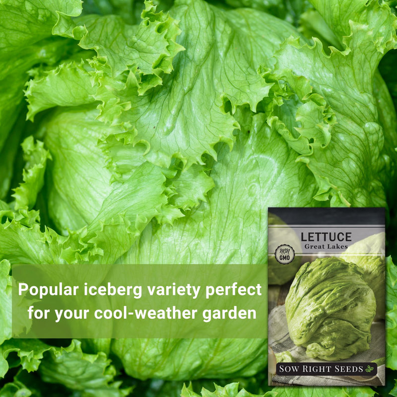 great lakes lettuce popular iceberg variety perfect for your cool weather garden