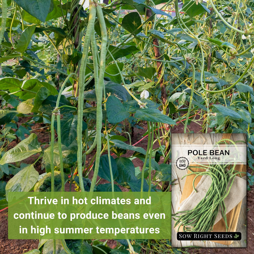 a bean plant produces seeds in long pods Asparagus Yard Long Bean Seeds – Sow Right Seeds