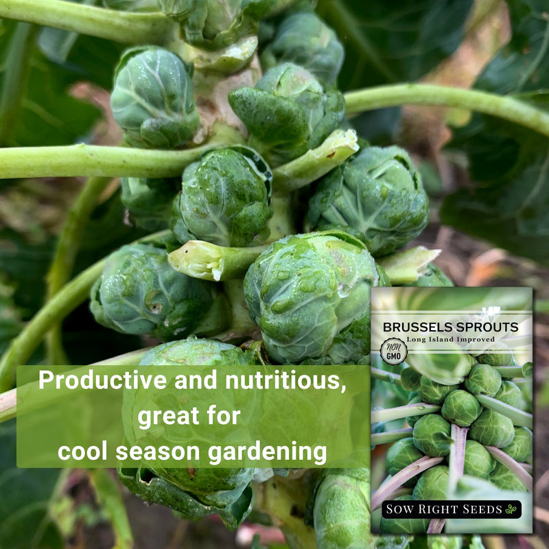 long island improved brussels sprouts productive and nutritious, great for cool season gardening