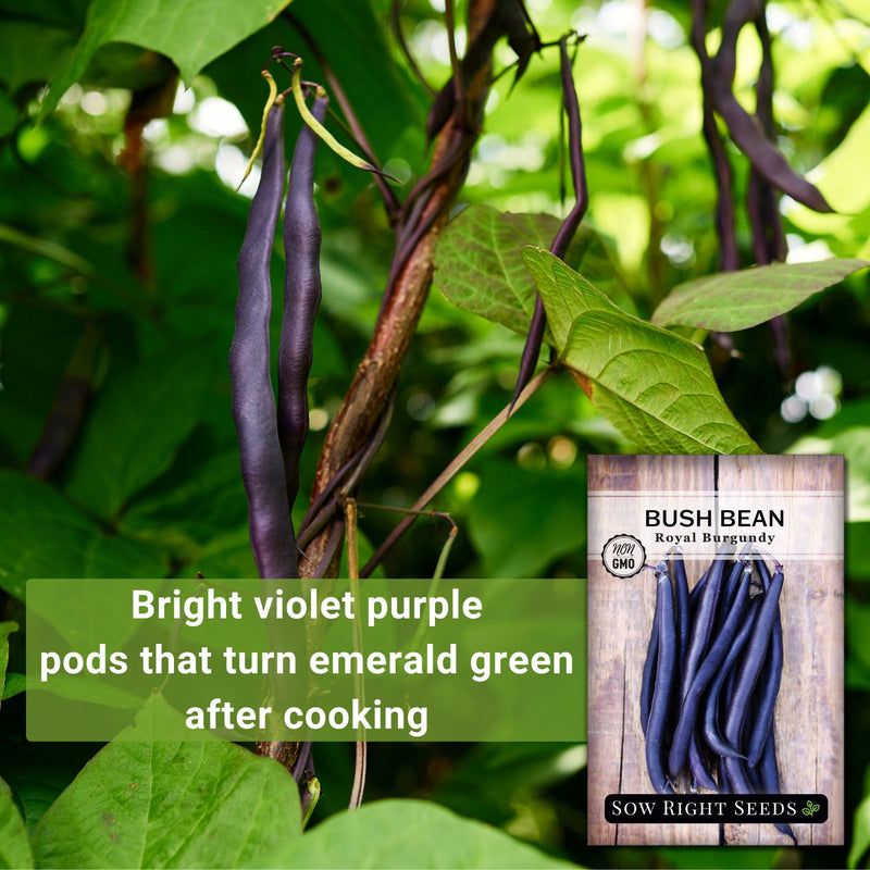 royal burgundy bush bean bright violet purple pods that turn emerald green after cooking