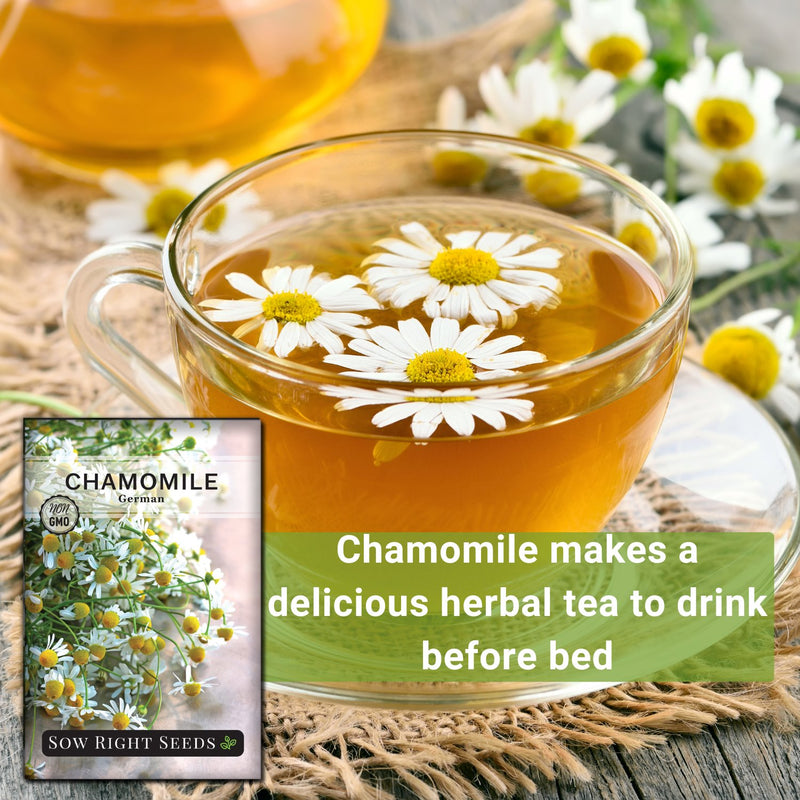 German Chamomile