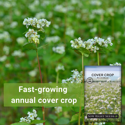buckwheat plant seeds Buckwheat Cover Crop Seeds for Planting in your Home Garden – Sow Right Seeds