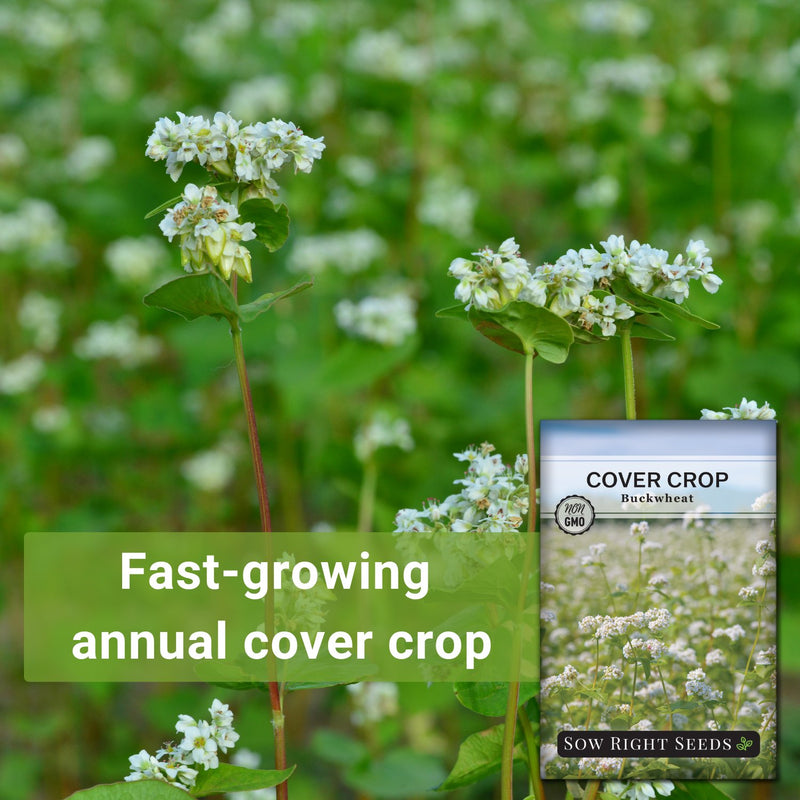 rose red soba seeds Buckwheat Cover Crop Seeds for Planting in Your Home Garden