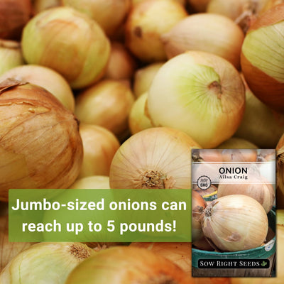 ailsa craig onion seeds jumbo-sized onions can reach up to 5 pounds