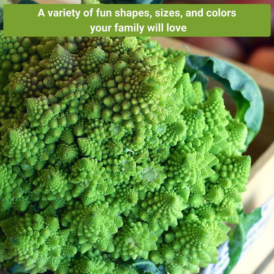 broccoli seed collection a variety of fun shapes sizes and colors your family will love