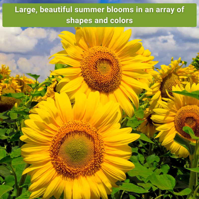 large sunflower collection large beautiful summer blooms in an array of shapes and colors