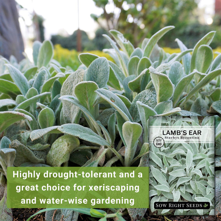 Wooly Silver Perfection: Non-GMO Heirloom Lambs Ear Seeds for a Stunning Rock Garden