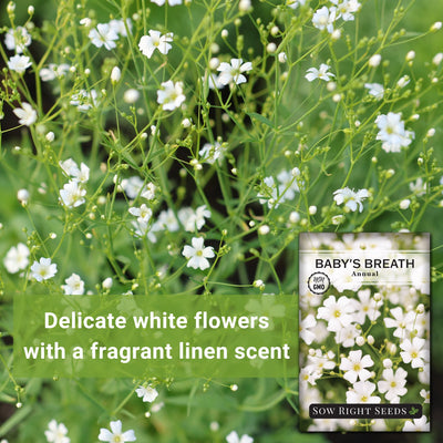 Annual Baby's Breath Seeds