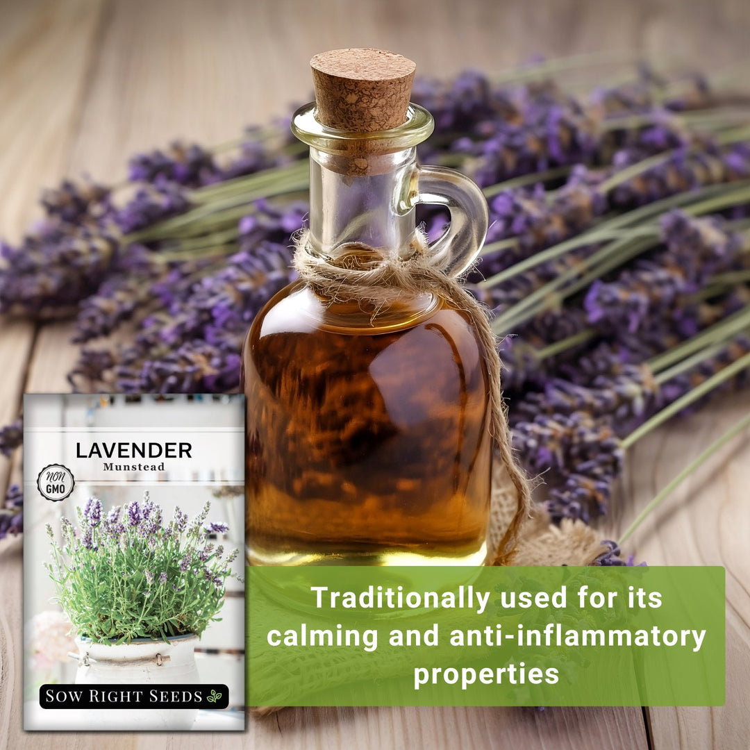 Sow Right Seeds - Munstead Strain Lavender Seeds for Planting