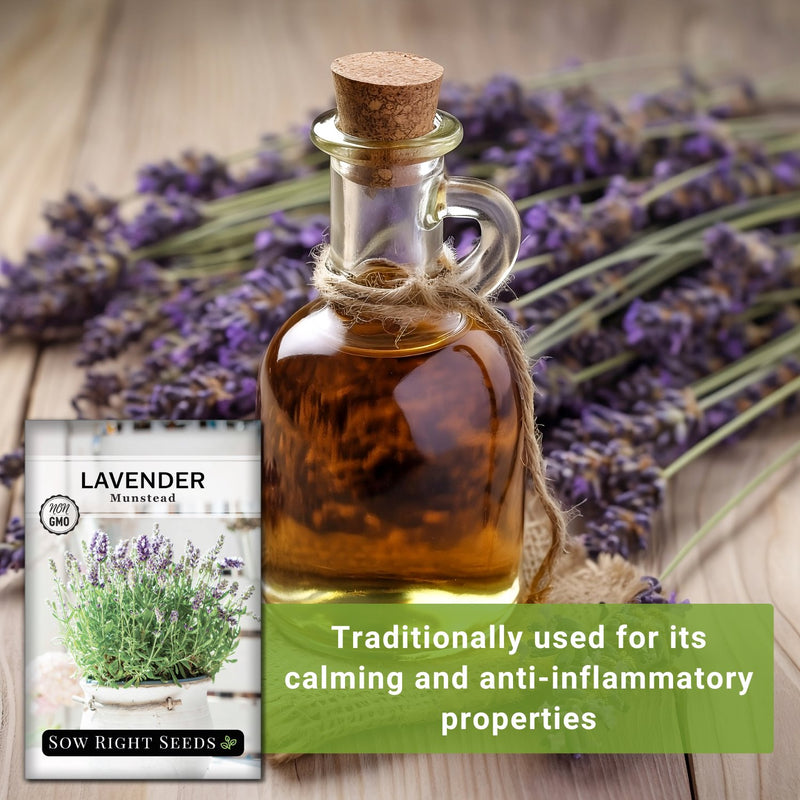 munstead strain lavender seeds traditionally used for its calming and anti-inflammatory properties