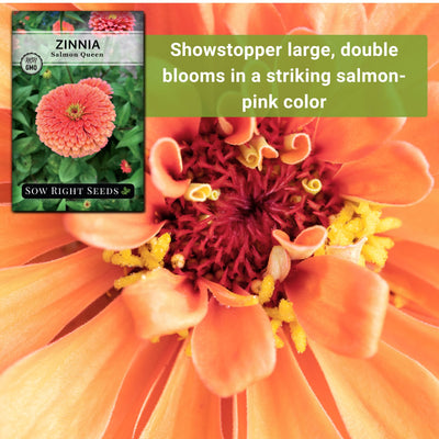 salmon queen zinnia seeds showstopper large double blooms in a striking salmon pink color